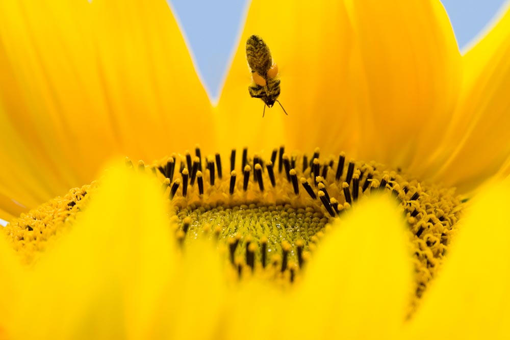 Biene sammelt an Sonnenblume